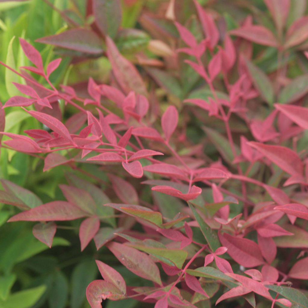 Nandina domestica Obsessed Seika - Hemelse bamboe