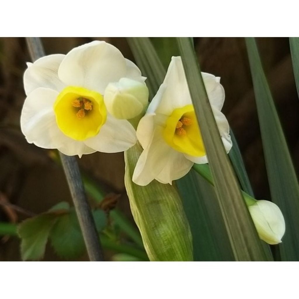 Narcissus Avalanche - Tazetta-narcis