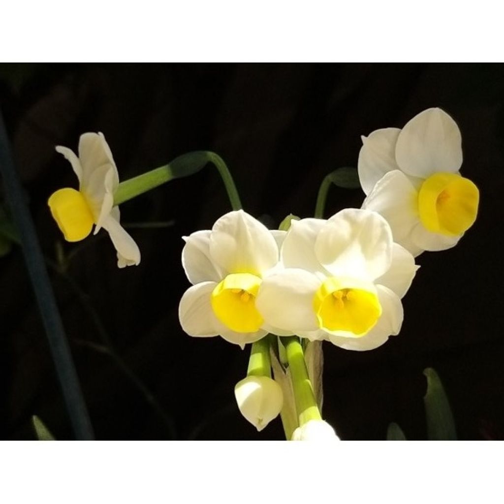Narcissus Avalanche - Tazetta-narcis