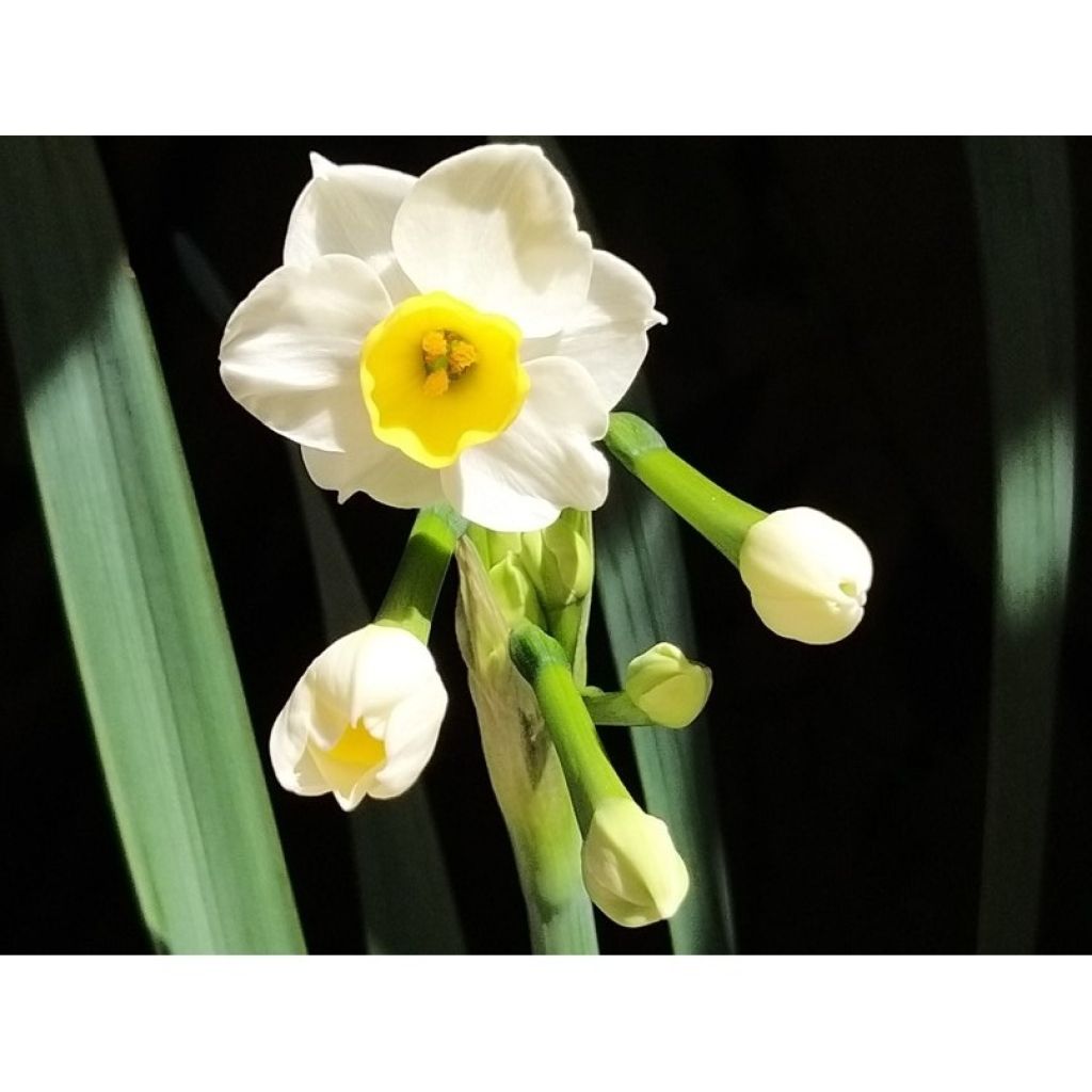 Narcissus Avalanche - Tazetta-narcis