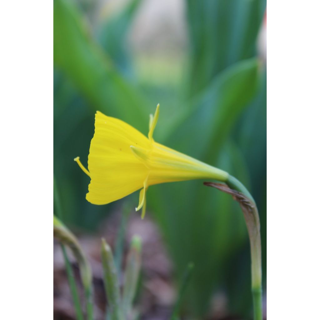 Narcissus bulbocodium Golden Bells - narcis