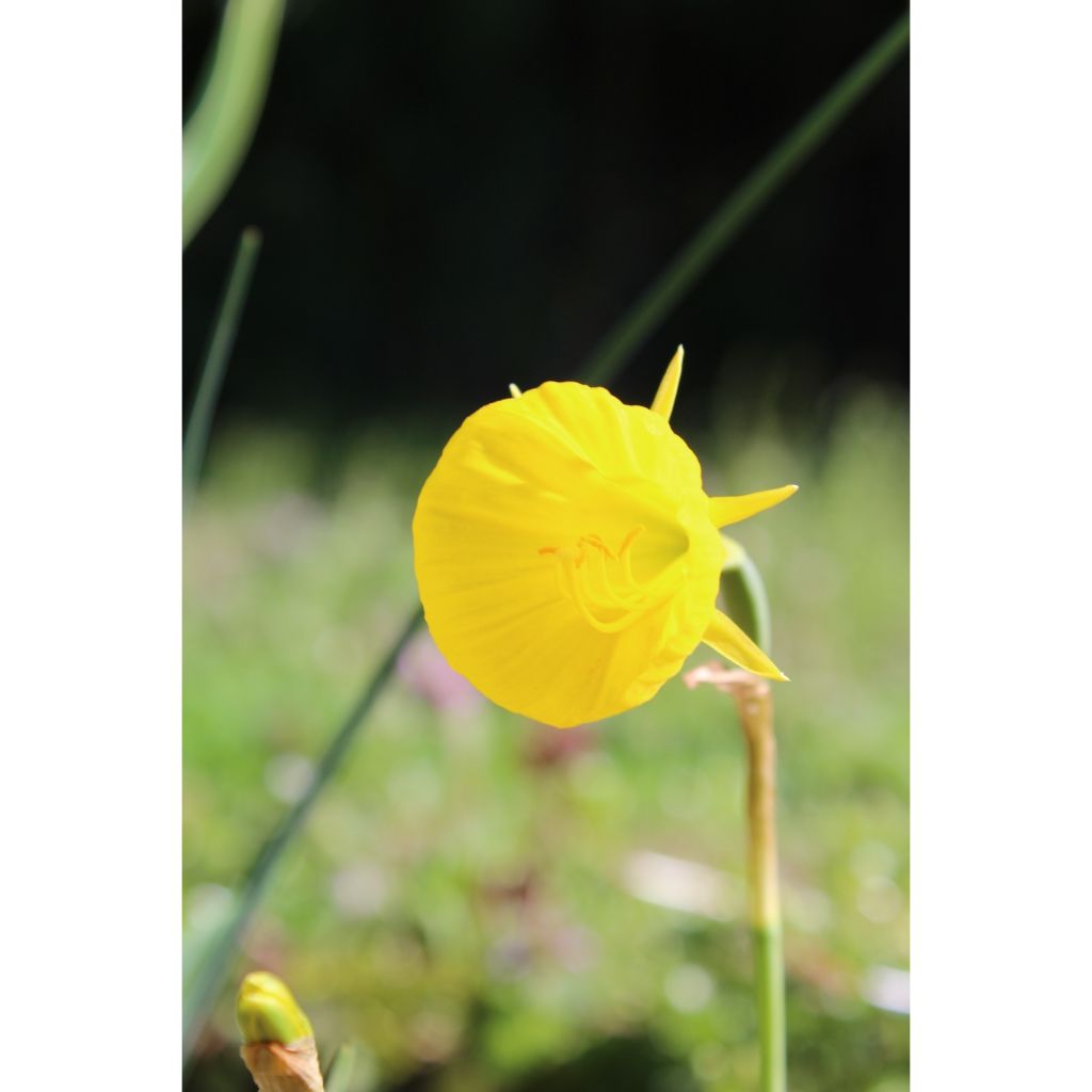 Narcissus bulbocodium Golden Bells - narcis