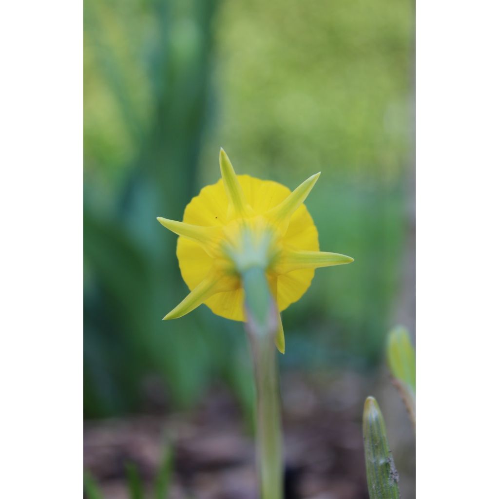Narcissus bulbocodium Golden Bells - narcis