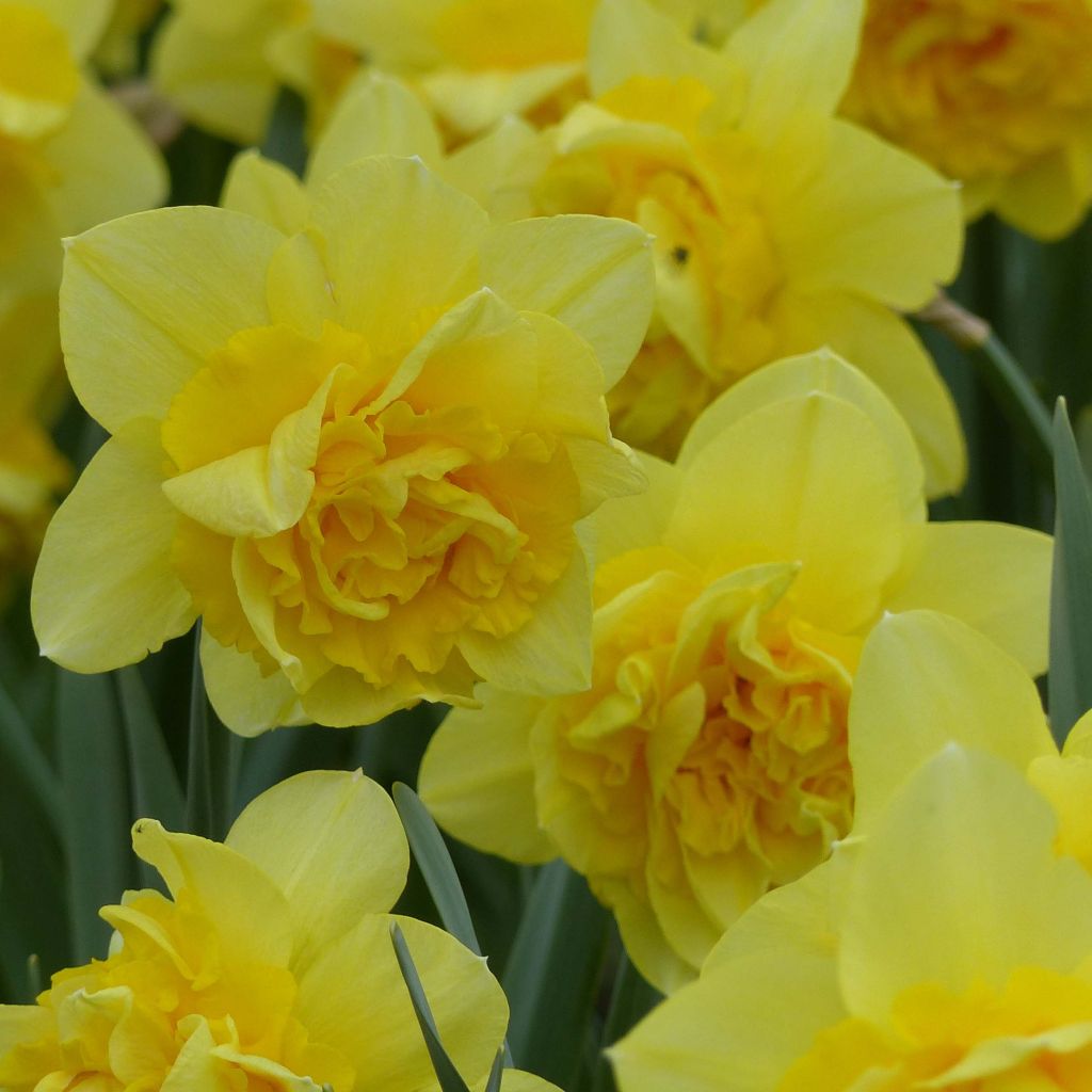 Narcissus Dick Wilden - Dubbele narcis