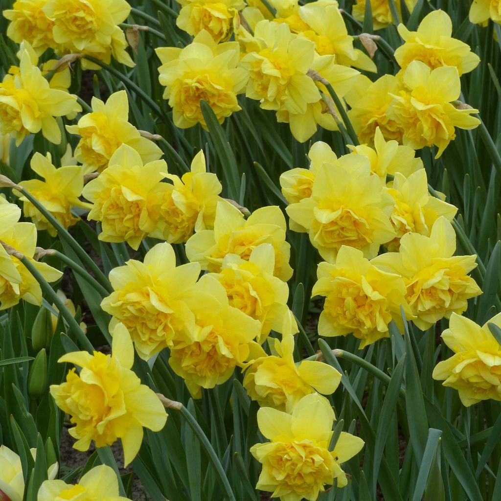 Narcissus Dick Wilden - Dubbele narcis
