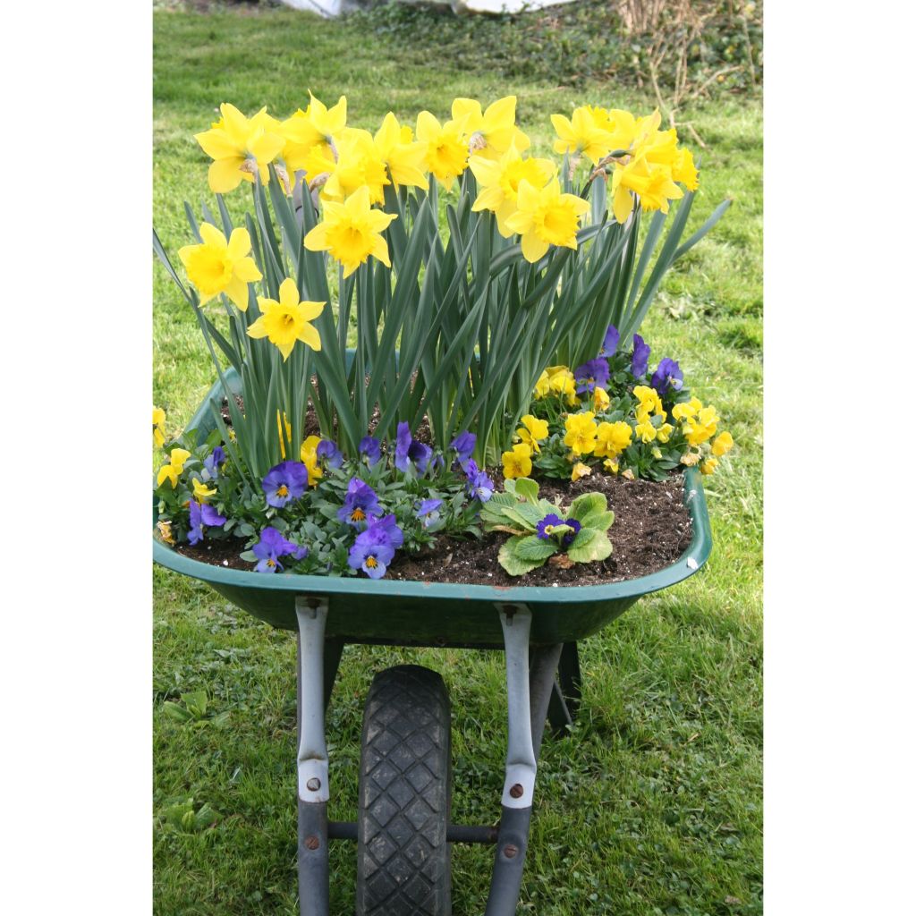 Narcissus Dutch Master - Grootkronige narcis