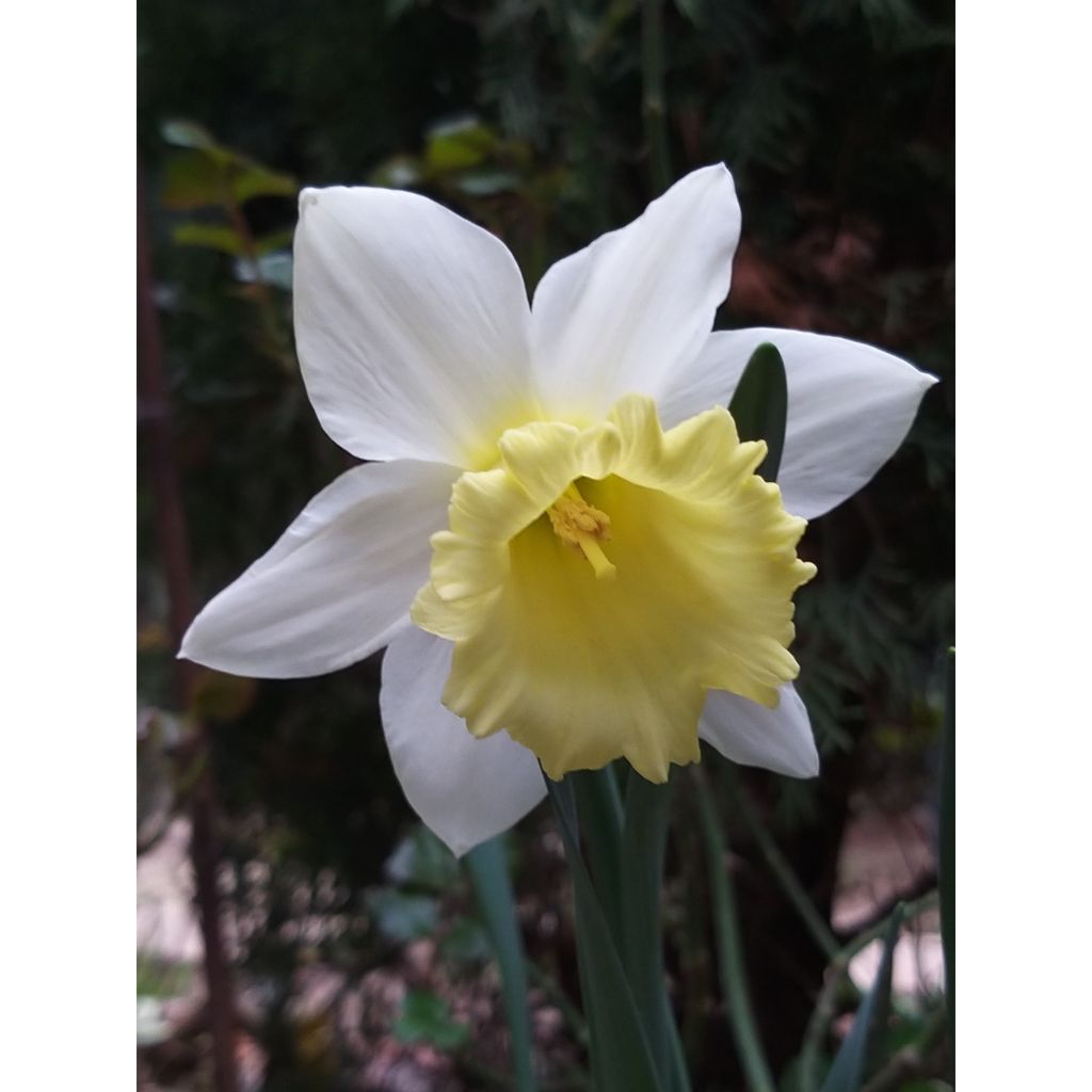 Narcissus Foresight - Trompetnarcis