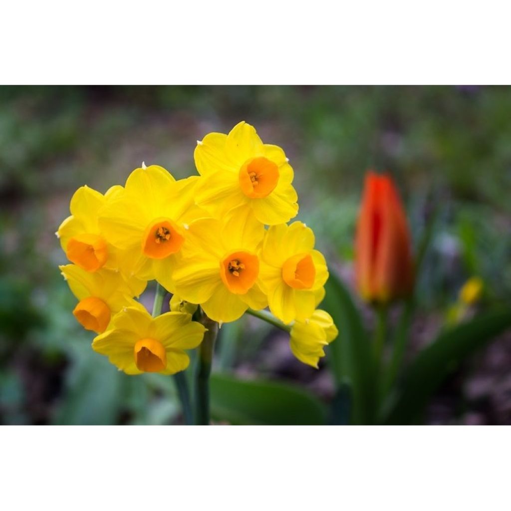 Narcissus Grand Soleil d Or - Tazetta-narcis