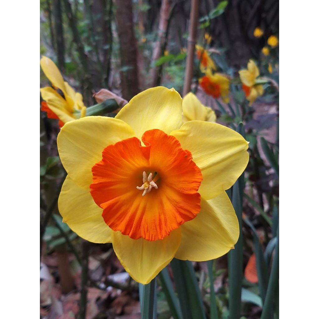 Narcissus Mondragon - Grootkronige narcis