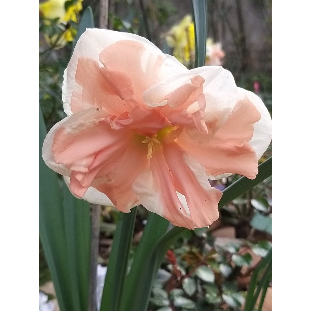 Narcissus Apricot Whirl - Spleetkronige narcis