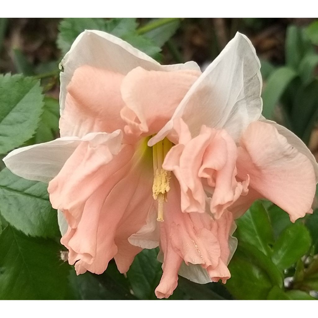 Narcissus Apricot Whirl - Spleetkronige narcis