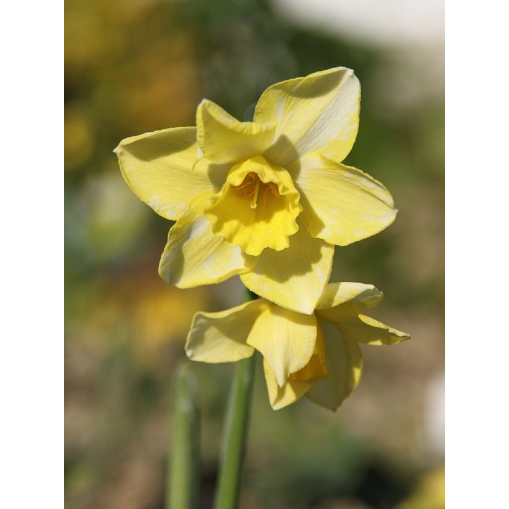 Narcissus jonquilla Pipit - Jonquilla narcis