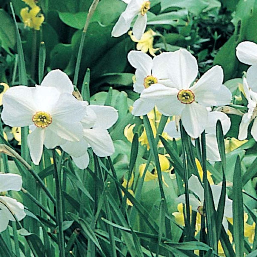 Narcissus poeticus Actaea - Dichtersnarcis