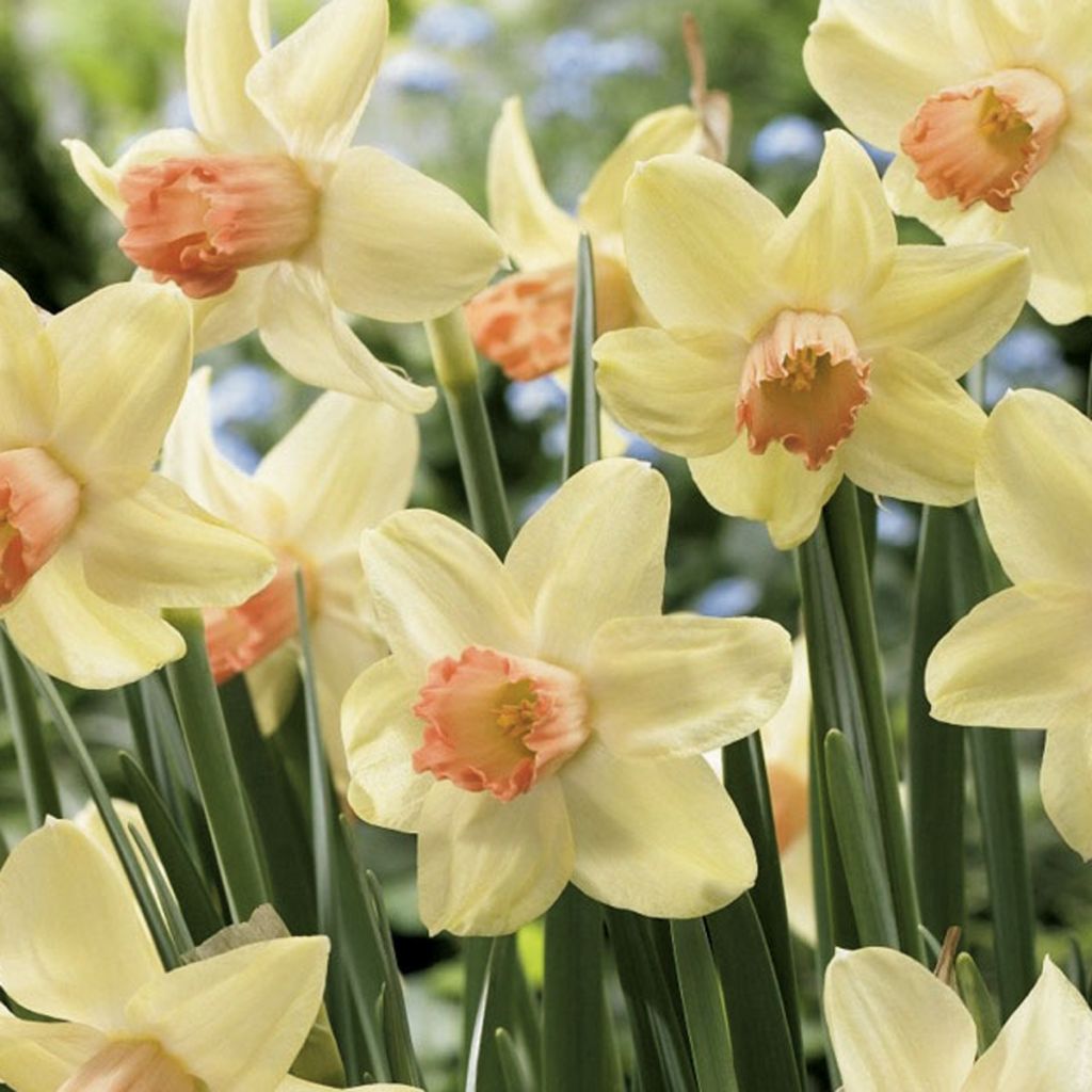 Narcissus cyclamineus Prototype - Cyclamen-narcis