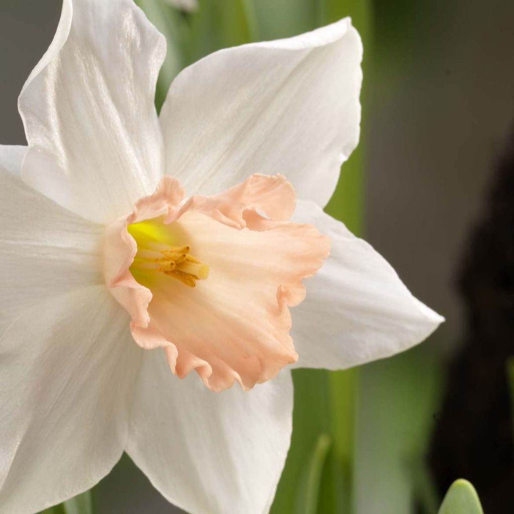 Narcissus cyclamineus Reggae - Cyclamen-narcis