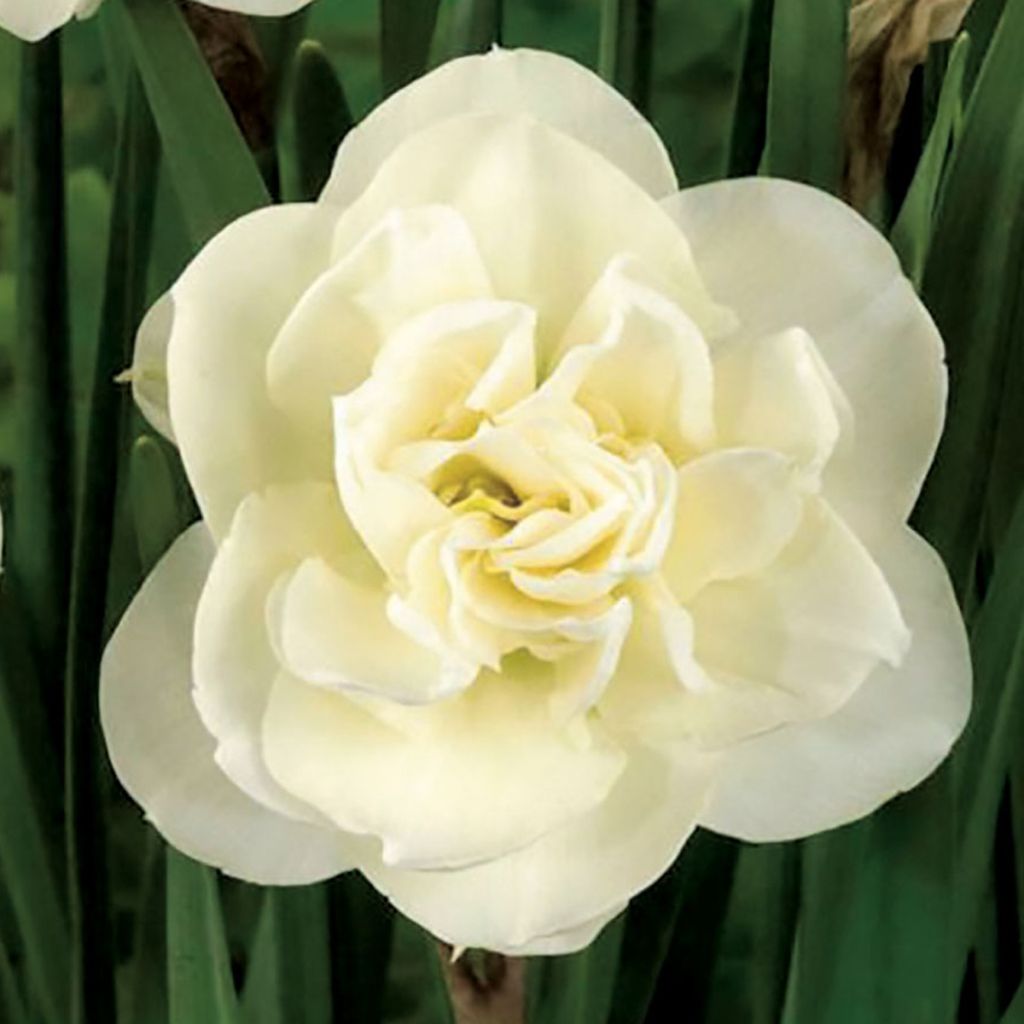 Narcissus Rose of May - Dubbele narcis
