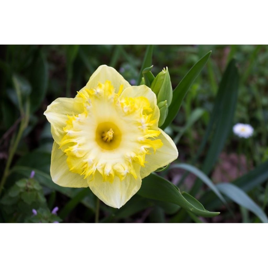 Narcissus Snowtip - Grootkronige narcis