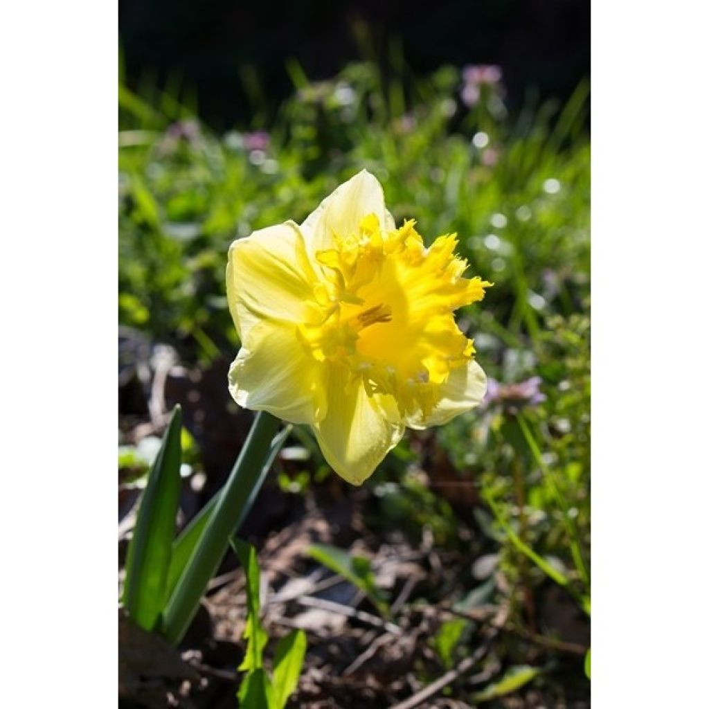 Narcissus Snowtip - Grootkronige narcis