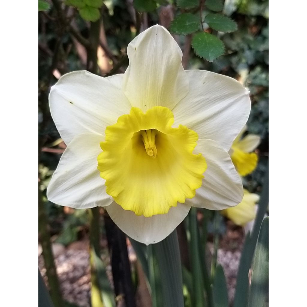 Narcissus Spellbinder - Trompetnarcis