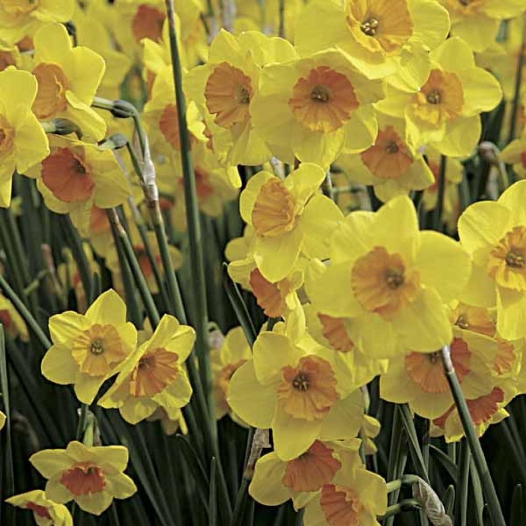 Narcissus jonquilla Suzy - Jonquilla narcis