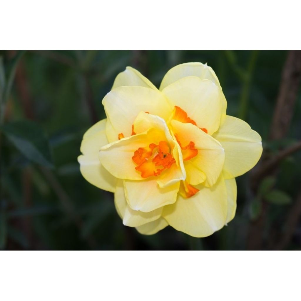 Narcissus Tahiti - dubbele narcis