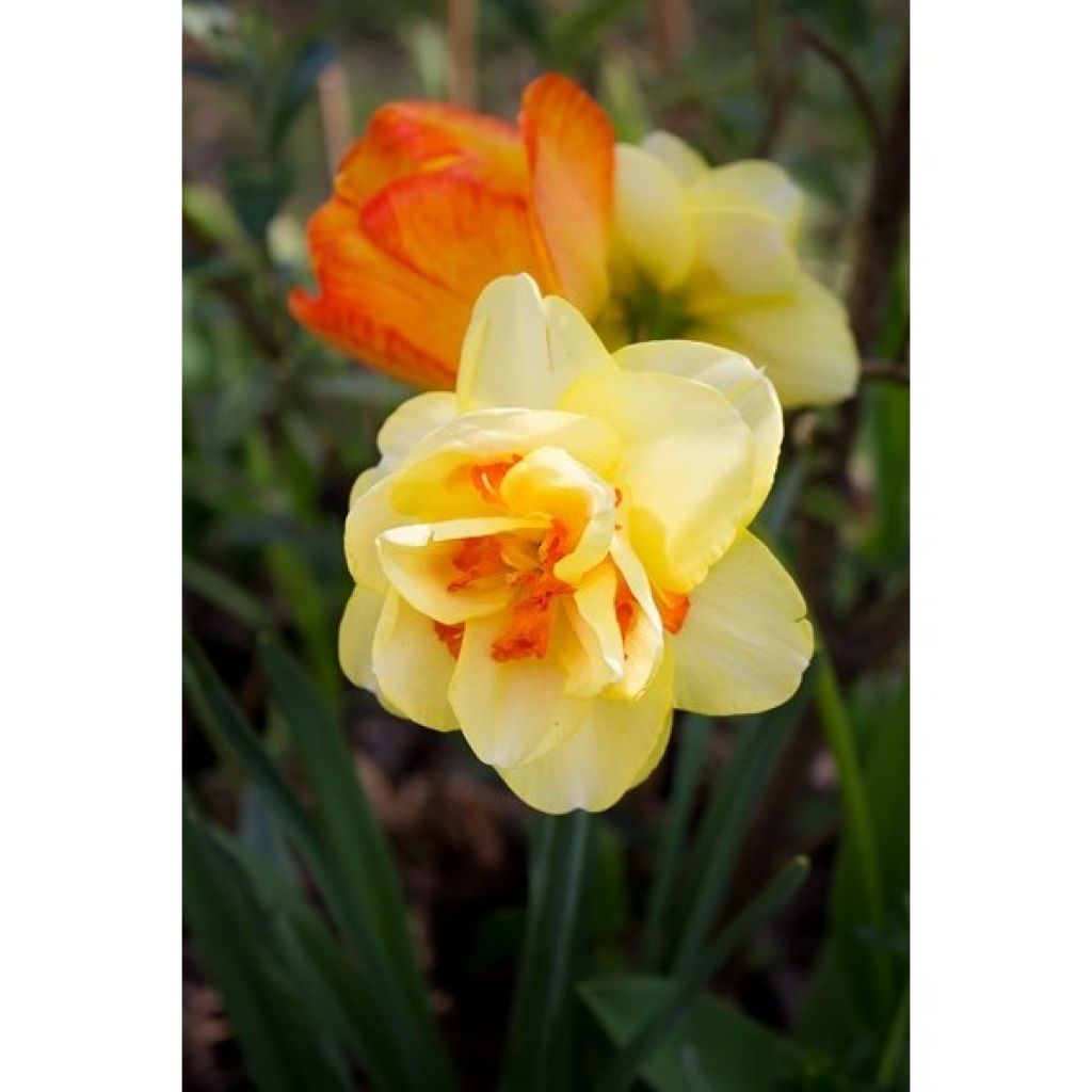 Narcissus Tahiti - dubbele narcis