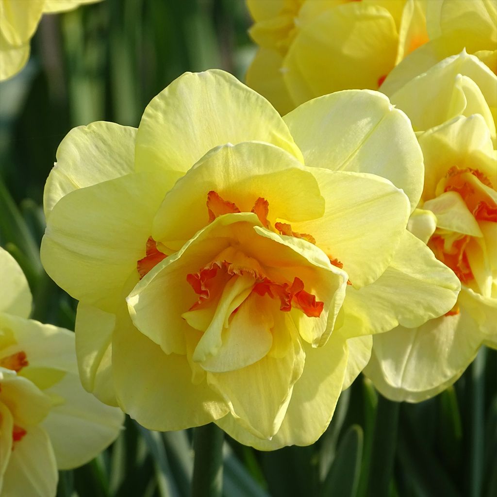 Narcissus Tahiti - dubbele narcis