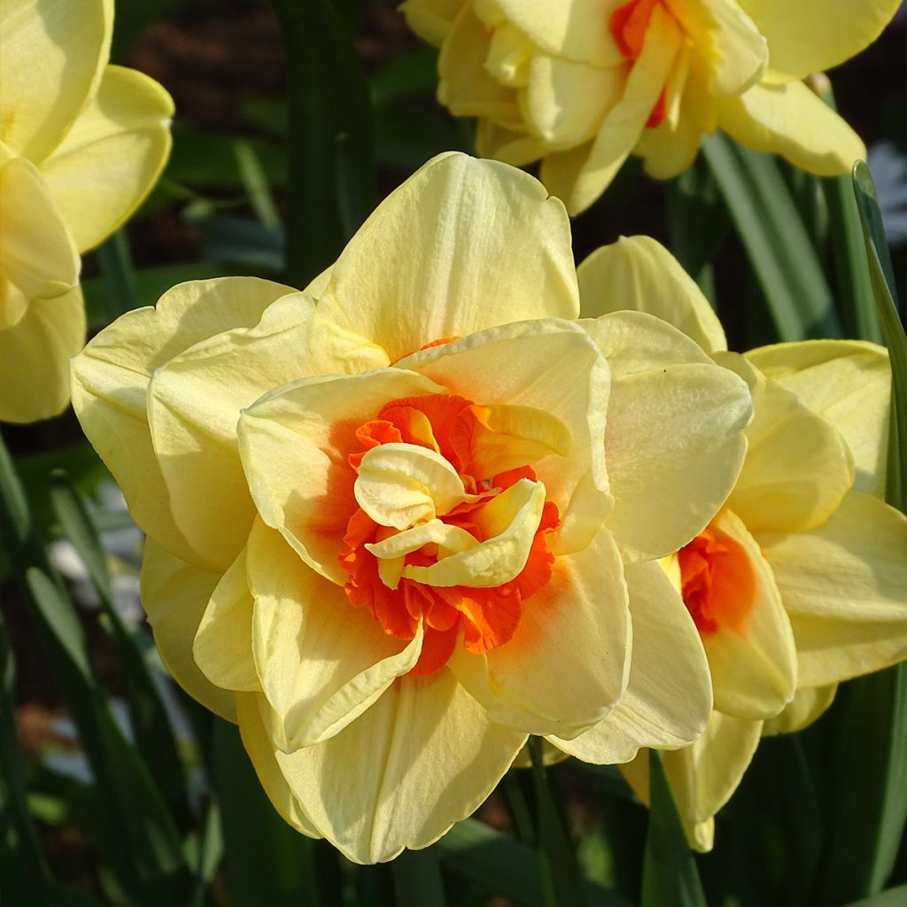 Narcissus Tahiti - dubbele narcis