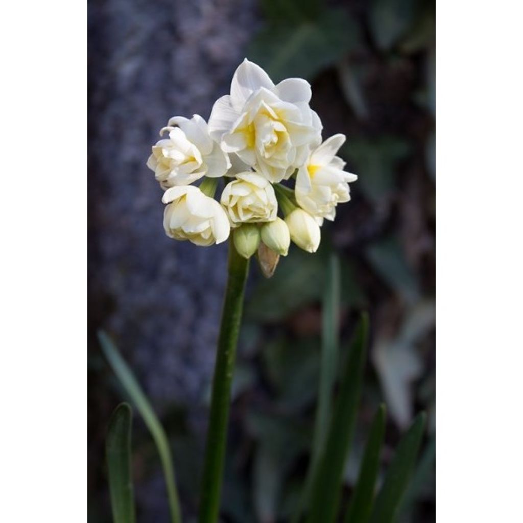 Narcissus tazetta Erlicheer - Tazetta-narcis