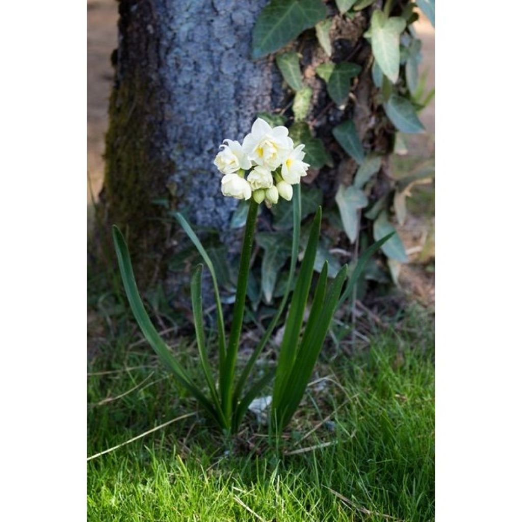 Narcissus tazetta Erlicheer - Tazetta-narcis