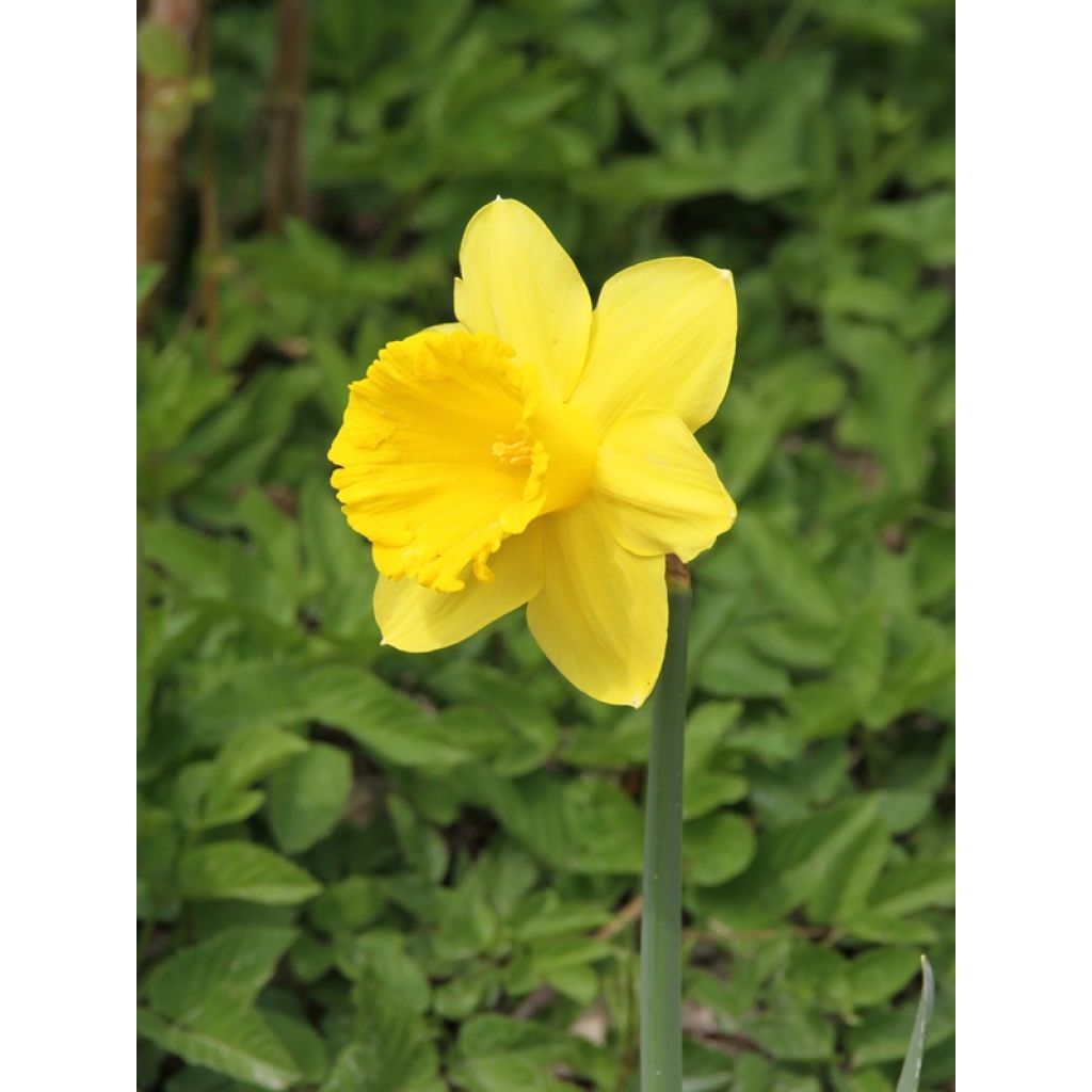 Narcissus Dutch Master - Grootkronige narcis