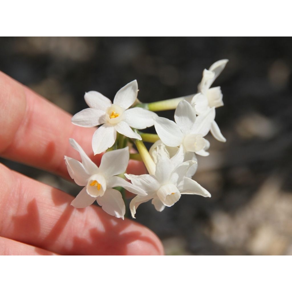 Avec main pour l'échelle