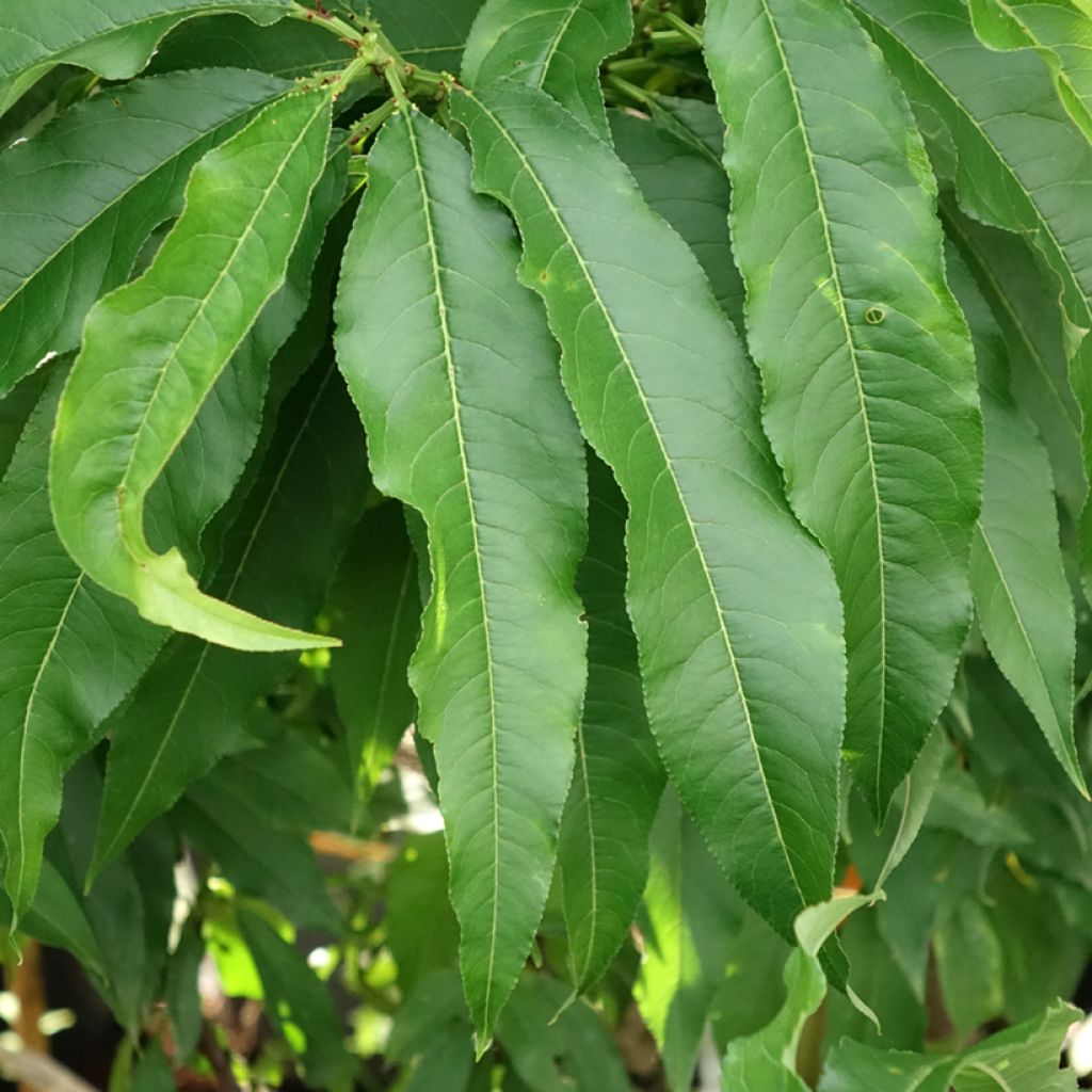 Nectarinier nain Nectarella - Georges Delbard