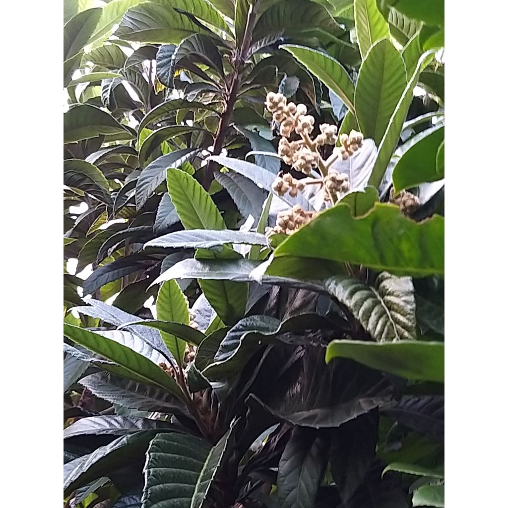 Eriobotrya japonica - Japanse mispel