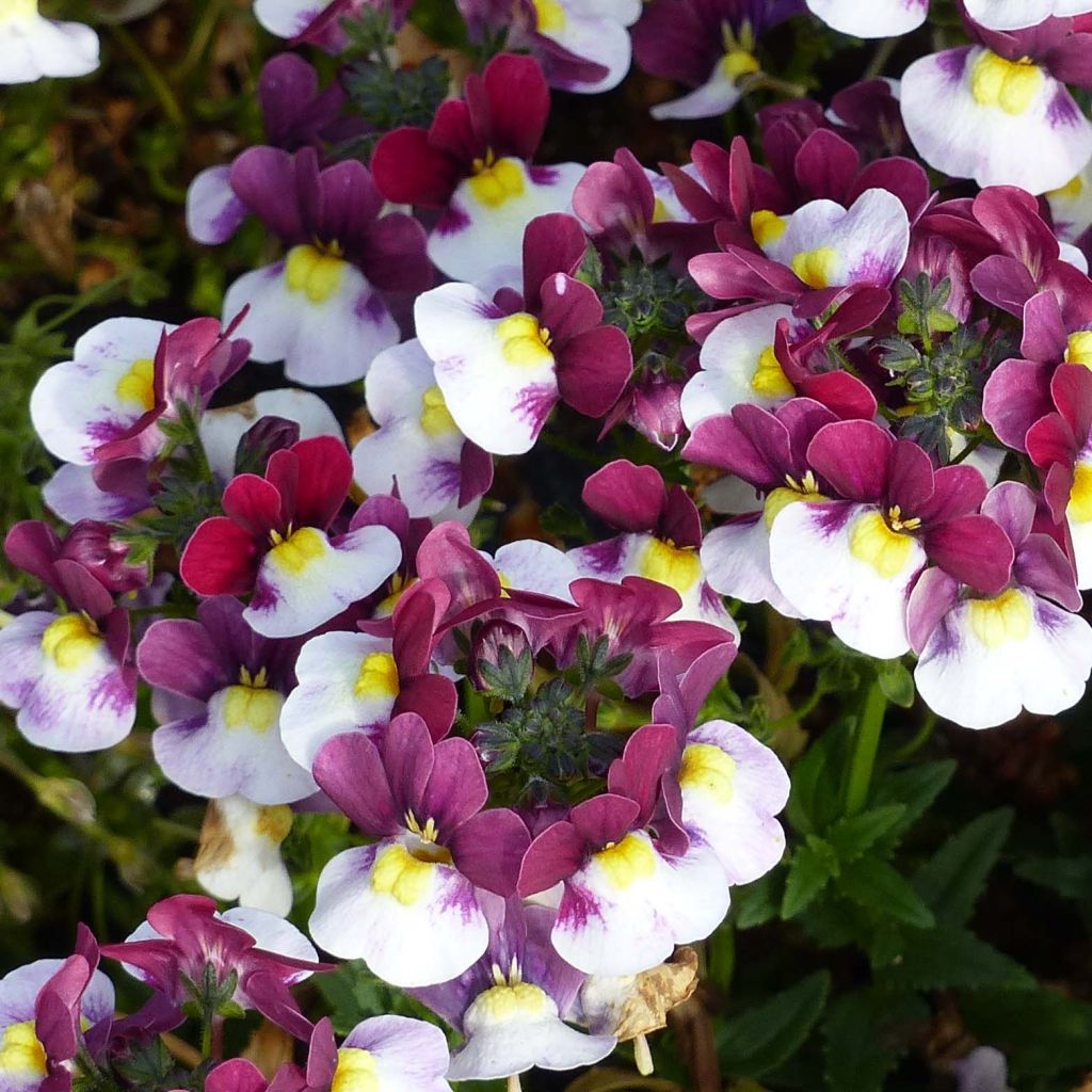 Nemesia Sunpeddle Painted Rose - Elfenspiegel