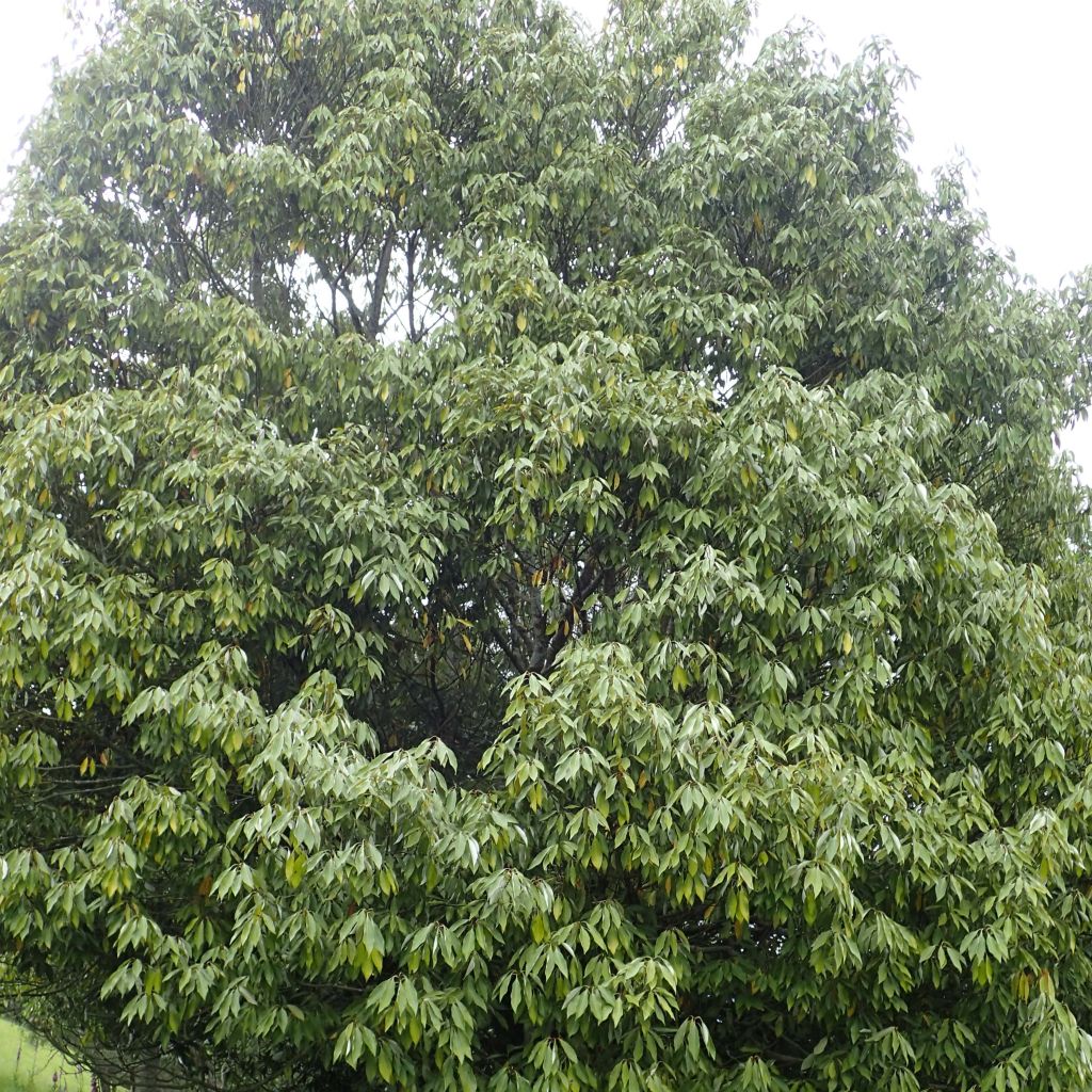 Neolitsea sericea - Neolitsea