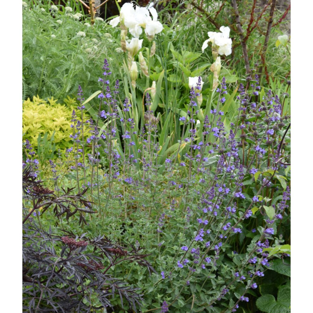 Nepeta faassenii Walkers Low - Kattenkruid