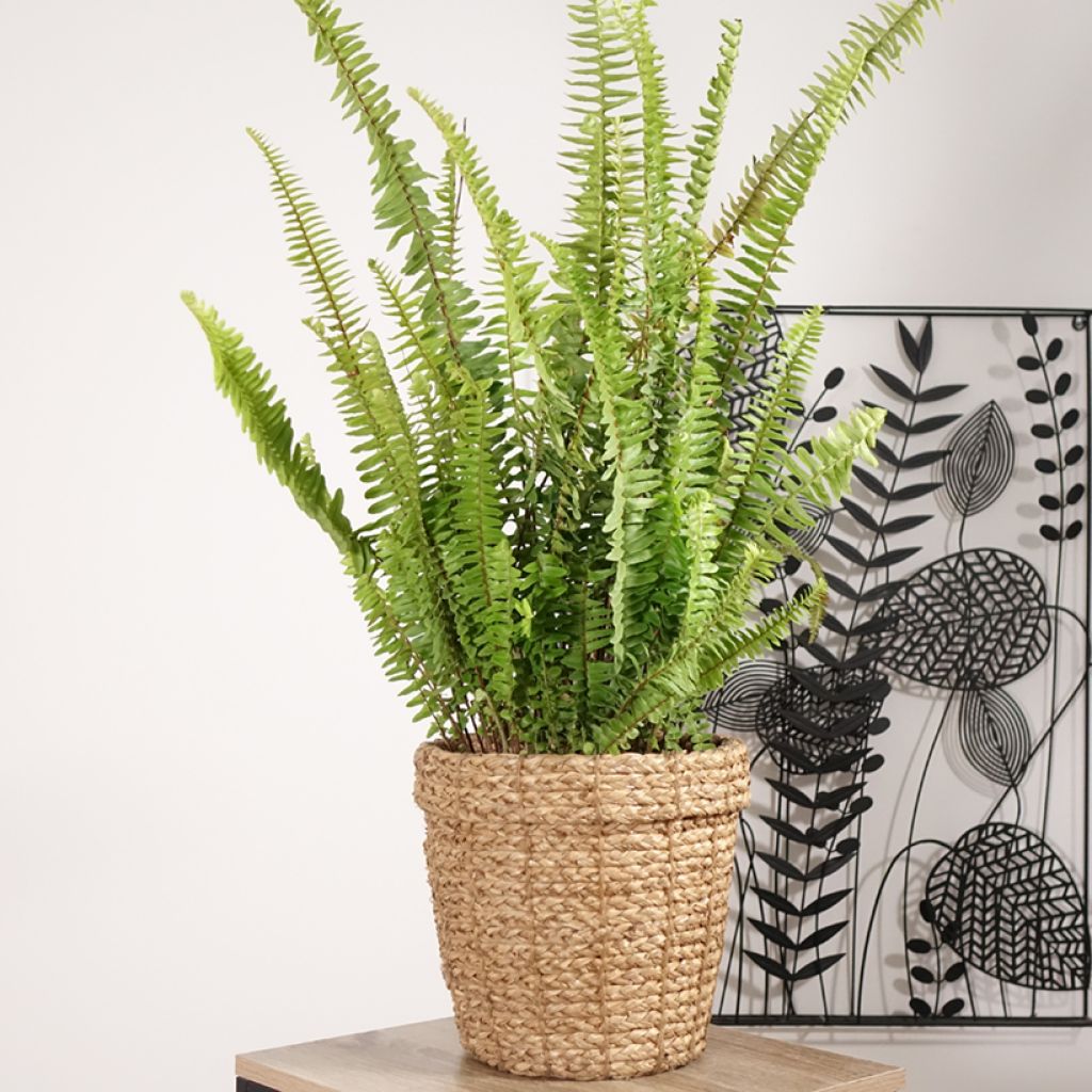 Nephrolepis cordifolia Artic Jungle - Krulvaren