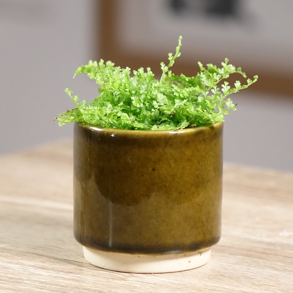 Nephrolepis exaltata Cotton Candy - Bostonvaren