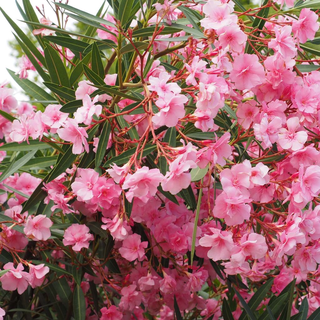 Nerium oleander Roseum Plenum - Rozenlaurier