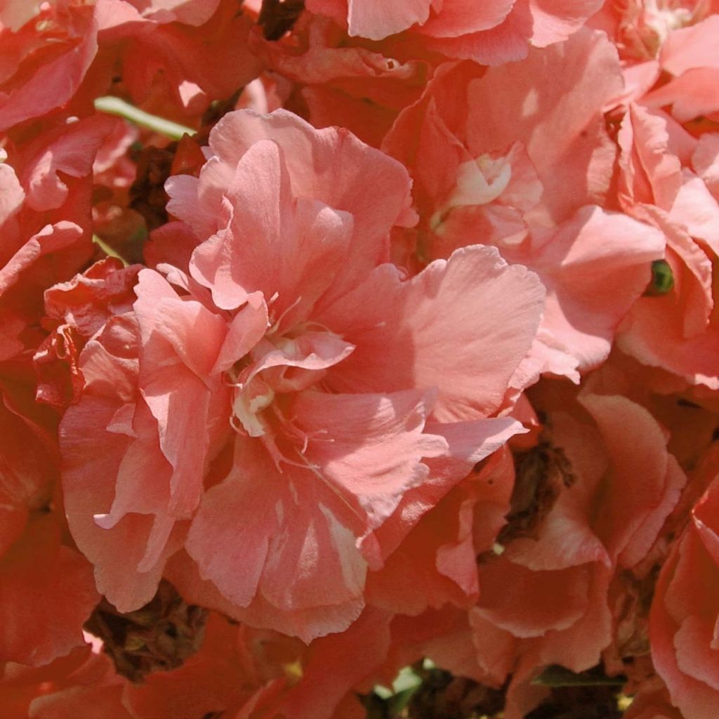 Nerium oleander Roze Zalm Dubbel - Oleander