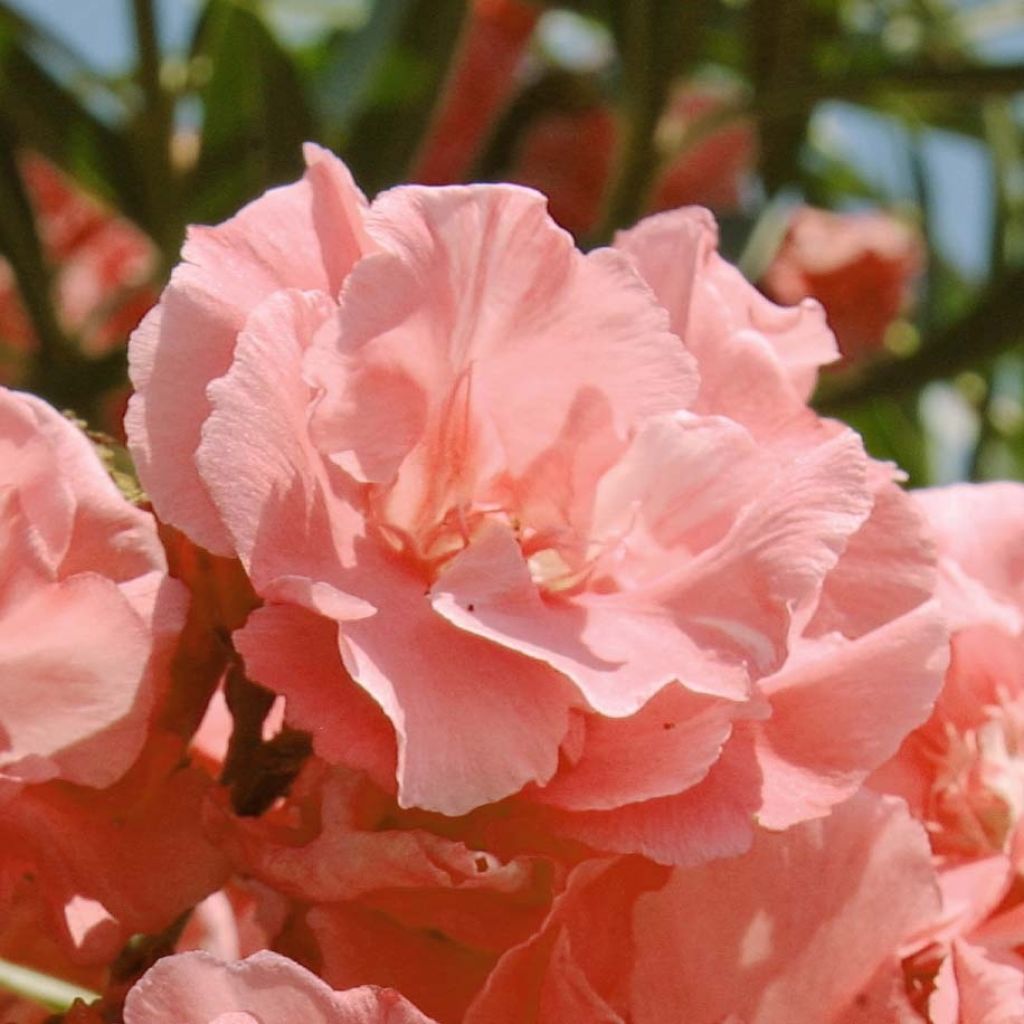 Nerium oleander Roze Zalm Dubbel - Oleander