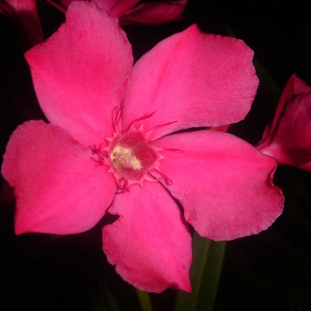 Nerium oleander Rood Simple - Oleander