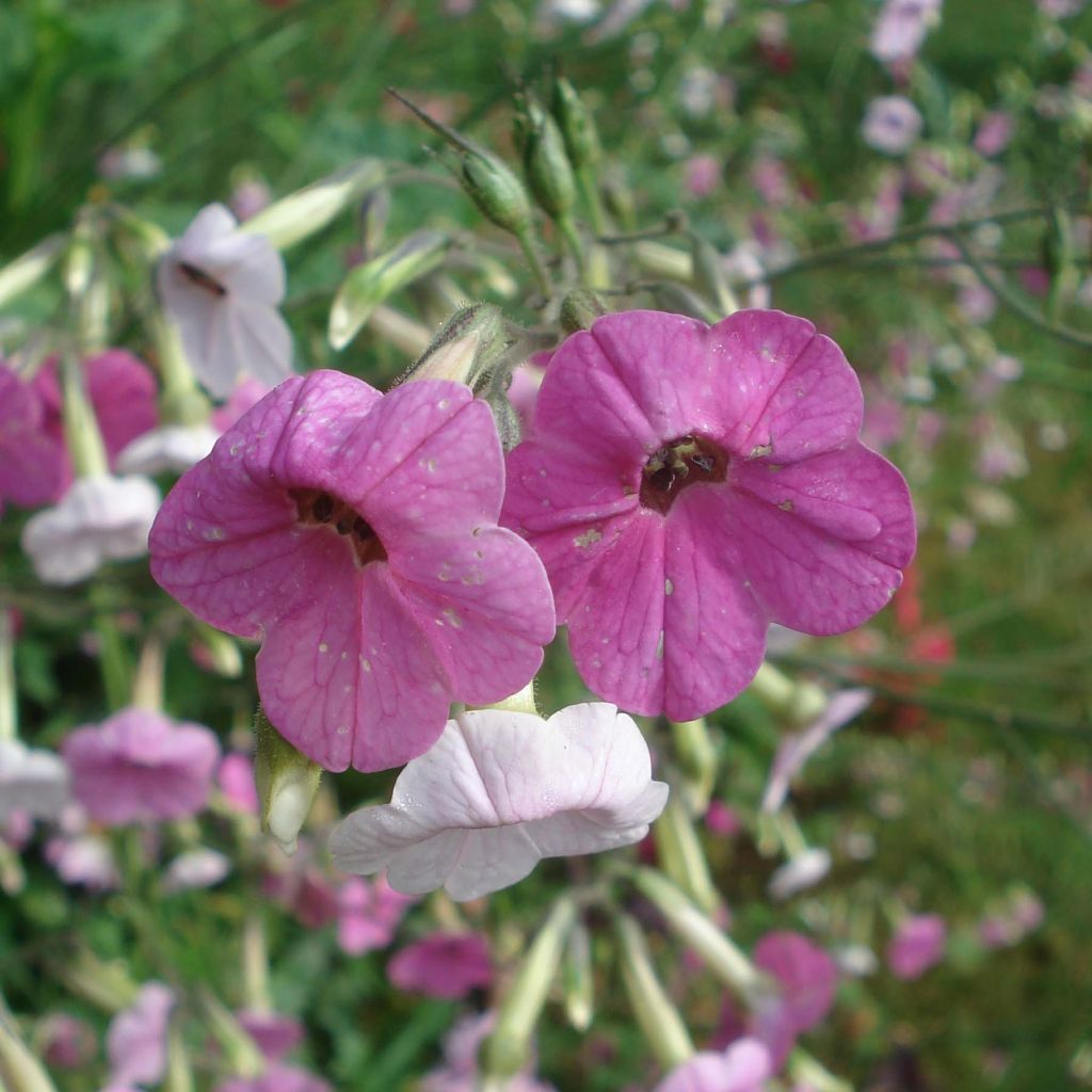 Nicotiana mutabilis Marshmallow - Siertabak