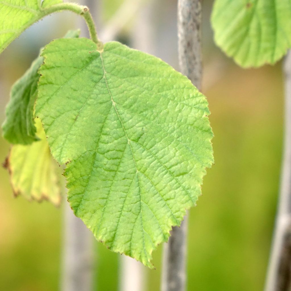 Hazelaar Tonda Gentile Trilobata