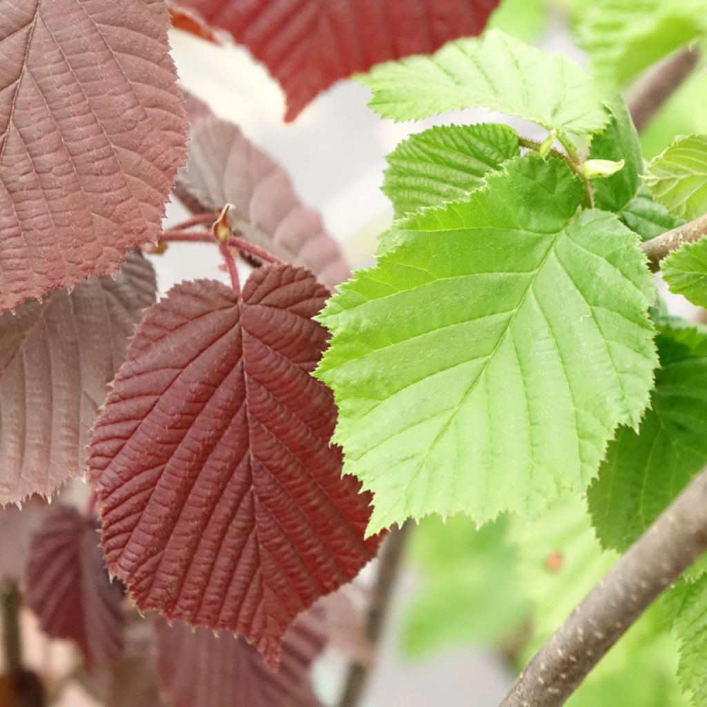 Corylus avellana Syrena - Hazelaar