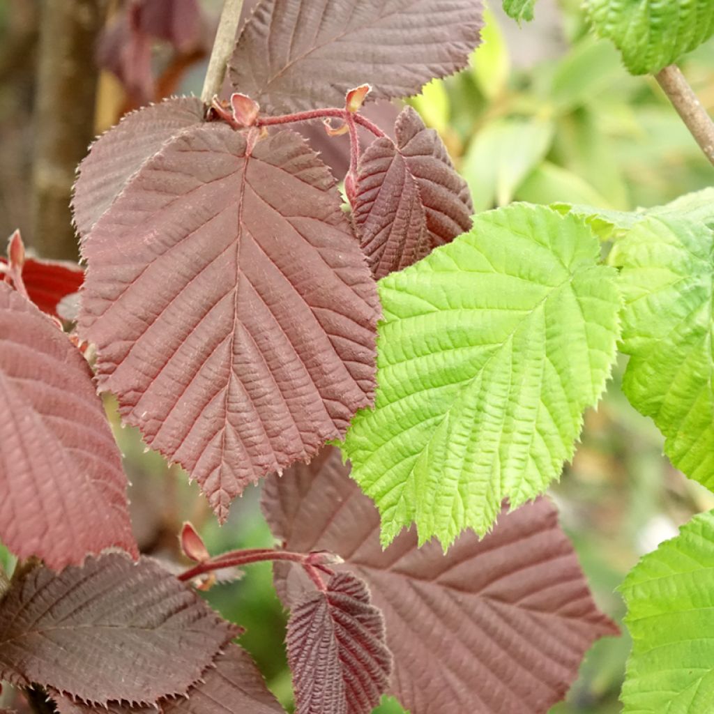 Corylus avellana Syrena - Hazelaar