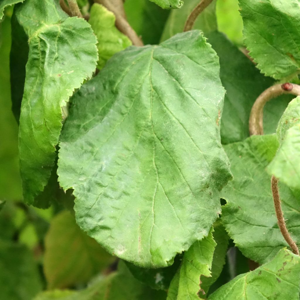 Corylus avellana Contorta - Hazelaar