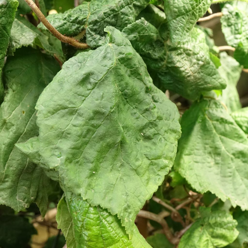 Corylus avellana Contorta - Hazelaar