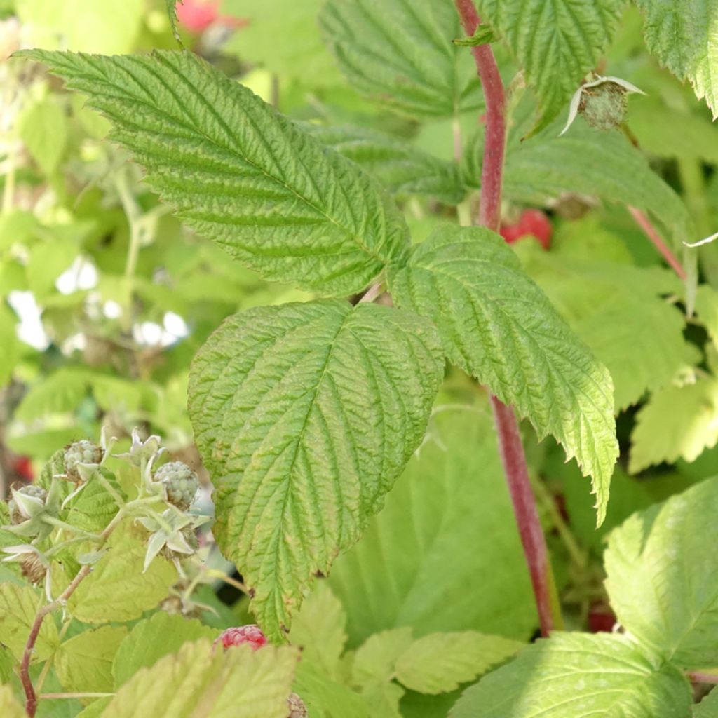 Corylus avellana Red Majestic - Hazelaar